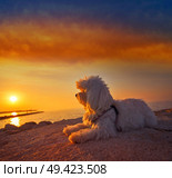 Maltichon pet dog relaxed looking sunset in a beach. Стоковое фото, агентство Ingram Publishing / Фотобанк Лори