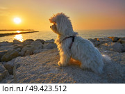 Maltichon pet dog relaxed looking sunset in a beach. Стоковое фото, агентство Ingram Publishing / Фотобанк Лори