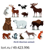 North American animals cartoon set. Deer, moose, fox, wild boar, bison, wolf, raccoon, hare, lynx, skunk flat vectors isolated on white background. North America fauna species collection. Стоковая иллюстрация, агентство Ingram Publishing / Фотобанк Лори
