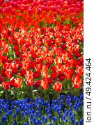 pink, red and orange tulip field in North Holland during spring. Стоковое фото, агентство Ingram Publishing / Фотобанк Лори