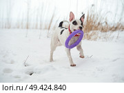 running white dog with toy at  frozen gulf. winter. Стоковое фото, агентство Ingram Publishing / Фотобанк Лори