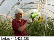 Application of liquid organic fertilizer for fruiting vegetables in the greenhouse. Senior citezen measures the rate of the biopreparation from bottle to cap, against a background of many tomato bushes. Стоковое фото, фотограф Роман Дзюбало / Фотобанк Лори