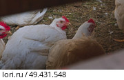 Several snow-white birds are resting in the hay on a rural farm, in a barn. Стоковое видео, видеограф Strunov David / Фотобанк Лори