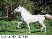  running white beautiful  Orlov trotter stallion in paddock. Стоковое фото, агентство Ingram Publishing / Фотобанк Лори