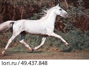  running white beautiful  Orlov trotter stallion at freedom. Стоковое фото, агентство Ingram Publishing / Фотобанк Лори