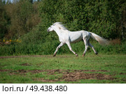  running white beautiful  Orlov trotter stallion at freedom. spring season. Стоковое фото, агентство Ingram Publishing / Фотобанк Лори