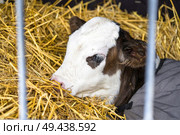 Hereford calf relaxing in hay in a barn wrapped in a carpet. Стоковое фото, агентство Ingram Publishing / Фотобанк Лори