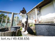 Cat in black and white color in a backyard in the summer. Стоковое фото, агентство Ingram Publishing / Фотобанк Лори