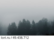 Misty forest scenery with pine treetops covered with fog in a moody moment. Стоковое фото, агентство Ingram Publishing / Фотобанк Лори