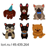 Dogs and puppies collection, poster with pets, of different breeds, pug and basset hound, labrador and chihuahua, dachshund dog on vector illustration. Dogs and Puppies Set Poster Vector Illustration. Стоковая иллюстрация, агентство Ingram Publishing / Фотобанк Лори