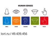 Human senses info poster with body parts. Nose and smell, eye and vision, ear and hearing, tongue and taste, finger and touch vector illustrations.. Human Senses Informative Poster with Body Parts. Стоковая иллюстрация, агентство Ingram Publishing / Фотобанк Лори