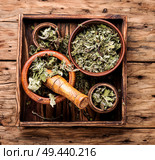 Dry leaves of coltsfoot on wooden background.Tussilago farfara.Herbal medicine. Healing dry foliage coltsfoot. Стоковое фото, агентство Ingram Publishing / Фотобанк Лори