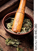 Healing herbs.Dry leaves of coltsfoot on wooden background.Tussilago farfara. Healing dry foliage coltsfoot. Стоковое фото, агентство Ingram Publishing / Фотобанк Лори
