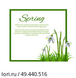 Spring poster with text in frame and colorful snowdrop galanthus bell shaped flowers vector isolated on white background. Fierst spring blooming plants. Spring Poster with Text in Frame Colorful Flowers. Стоковая иллюстрация, агентство Ingram Publishing / Фотобанк Лори