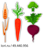 Cereal and vegetables stickers or icons set. Lush broccoli, wheat ear, ripe beetroot and carrot with leaves flat vector isolated on white background. Vegetarian food outlined illustrations collection. Ripe Cereal and Vegetables Vector Stickers Set. Стоковая иллюстрация, агентство Ingram Publishing / Фотобанк Лори