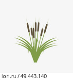 Reeds and cattail plant isolated on white background. Стоковая иллюстрация, агентство Ingram Publishing / Фотобанк Лори