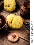 Maclura fruit, Adams apple.Powerful antioxidant. Maclura in folk medicine. Maclura orange or apple macaroni. Стоковое фото, агентство Ingram Publishing / Фотобанк Лори