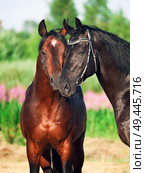 Two black and bay  beautiful Trakehner stallions in meadow. Стоковое фото, агентство Ingram Publishing / Фотобанк Лори