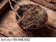 Maral root, medicinal plant of Siberian medicine.Dry roots.Herbal medicine. Maral root in herbal medicine. Стоковое фото, агентство Ingram Publishing / Фотобанк Лори