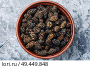 Healing cones of alder.Alternative medicine herbal.Alder seedlings.Herbal medicine. Healing alder cones. Стоковое фото, агентство Ingram Publishing / Фотобанк Лори