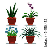 Sansevieria room plant orchid and chlorophytum comosum, collection of room plants in pot, flowers set vector illustration isolated on white background. Sansevieria Room Plant Set Vector Illustration. Стоковая иллюстрация, агентство Ingram Publishing / Фотобанк Лори