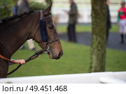 walking bay thoroughbred horse before race. Paris, France. Стоковое фото, агентство Ingram Publishing / Фотобанк Лори