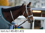 walking bay thoroughbred horse before race. Paris, France. Стоковое фото, агентство Ingram Publishing / Фотобанк Лори