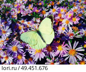 White cabbage butterfly (Pieris rapae) sits on purple aster meadow with opened wings . Стоковое фото, агентство Ingram Publishing / Фотобанк Лори