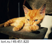 Thoughtful orange kitten posing. Mischief and lovely cat laying on a country vintage background. Adorable laziness. Стоковое фото, агентство Ingram Publishing / Фотобанк Лори