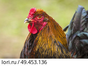 Close-up of a rooster in the spring walking around in a green garden. Стоковое фото, агентство Ingram Publishing / Фотобанк Лори