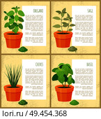 Oregano and sage, basil and chives vector banner, illustration with plants set in brown pots various spices powders text sample greenery ingredient. Oregano and Sage, Basil and Chives, Vector Banner. Стоковая иллюстрация, агентство Ingram Publishing / Фотобанк Лори