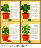 Basil parsley chile and oregano fresh greenery set vector illustration, text sample, various spices collection, fresh greenery leaves, spicy powders. Basil Parsley Chile and Oregano Fresh Geenery Set. Стоковая иллюстрация, агентство Ingram Publishing / Фотобанк Лори