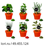 Basil thyme, chives chile, mint sage collection of spices, powder and condiments types, set vector illustration seasoning isolated on white background. Basil and Thyme Collection Vector Illustration. Стоковая иллюстрация, агентство Ingram Publishing / Фотобанк Лори