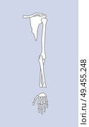 Arm bones and its parts with wrist fingers, human body bone of different types humerus, radius ulna internal framework isolated on vector illustration. Arm Bones and Parts with Wrist Vector Illustration. Стоковая иллюстрация, агентство Ingram Publishing / Фотобанк Лори