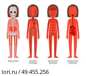 Skeleton blood nervous and digestive systems build, female organism image with all groups of internal organs, anatomical structure vector illustration. Skeleton Blood Nervous and Digestive Systems Build. Стоковая иллюстрация, агентство Ingram Publishing / Фотобанк Лори