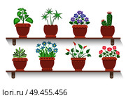 Room plants placed on shelves, potted flowers collection with blossoms and leaves, domestic decoration vector illustration isolated white background. Room Plants Placed on Shelves Vector Illustration. Стоковая иллюстрация, агентство Ingram Publishing / Фотобанк Лори