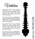Vertebra poster bone part and banner information about human internal bony spinal column, backbone silhouette with text sample vector illustration. Vertebra Poster Bone Part Vector Illustration. Стоковая иллюстрация, агентство Ingram Publishing / Фотобанк Лори