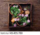Clover or trefoil flower medicinal herbs.Healing herbs. Clover in herbal medicine. Стоковое фото, агентство Ingram Publishing / Фотобанк Лори