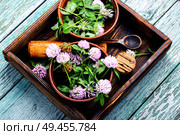 Herbal medicine.Clover or trefoil flower medicinal herbs.Healing herbs. Clover in herbal medicine. Стоковое фото, агентство Ingram Publishing / Фотобанк Лори