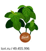 Basil spice and label with headline, Saint-Joseph s-wort herb, basilic plant spicy of green color, vector illustration isolated on white, greenery leaves. Basil Spice Label with Title Vector Illustration. Стоковая иллюстрация, агентство Ingram Publishing / Фотобанк Лори
