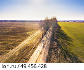 Spring green and brown agricultural fields. Dirt rural road and birch alley. Winter crops and plowed field. Spring countryside aerial landscape. Belarus. Стоковое фото, агентство Ingram Publishing / Фотобанк Лори