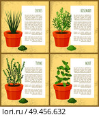 Chives rosemary collection, posters thyme and mint, banners with headline text sample vector illustration green leaves dry herbs set, fresh seasoning. Chives and Rosemary Collection Vector Illustration. Стоковая иллюстрация, агентство Ingram Publishing / Фотобанк Лори