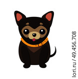 Chihuahua dog picture, poster with tiny animal with short tail, pet popular among glamorous women vector illustration isolated. Chihuahua Dog Picture Poster Vector Illustration. Стоковая иллюстрация, агентство Ingram Publishing / Фотобанк Лори