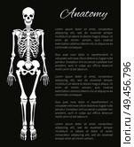 Anatomy poster and skeleton consisting of bones banner editable information with headline concerning skeletal system structure vector illustration. Anatomy Poster and Skeleton Vector Illustration. Стоковая иллюстрация, агентство Ingram Publishing / Фотобанк Лори