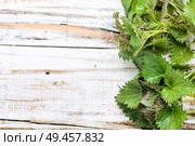 Fresh stinging nettle leaves on wooden table.Urtica dioica, often called common nettle. Bunch of common nettles. Стоковое фото, агентство Ingram Publishing / Фотобанк Лори