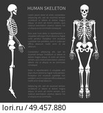 Human skeleton text sample with headline giving information about skeletal system supporting organism structure internal framework vector illustration. Human Skeleton and Text Sample Vector Illustration. Стоковая иллюстрация, агентство Ingram Publishing / Фотобанк Лори