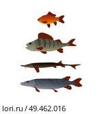 River fish vector sketch illustration. Small crucian, bigger perch, greater pike and the biggest trout from top to bottom vertically isolated icons. Crucian and Perch, Pike and Trout Vertical Sketch. Стоковая иллюстрация, агентство Ingram Publishing / Фотобанк Лори