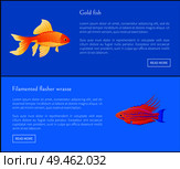 Goldfish and filamented flasher wrasse posters set. Fish of great importance. Tropic and exotic fauna, species of marine life vector illustration. Gold Fish and Flasher Posters Vector Illustration. Стоковая иллюстрация, агентство Ingram Publishing / Фотобанк Лори