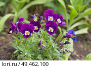 Фиалка трехцветная (лат. Viola tricolor), или анютины глазки цветут на клумбе в саду. Стоковое фото, фотограф Елена Коромыслова / Фотобанк Лори