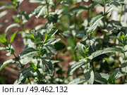 Close-up of green mint leaves. Leaves with noticeable veins and texture. Mint, lemon balm grows in the garden. Стоковое фото, фотограф Photojuli / Фотобанк Лори